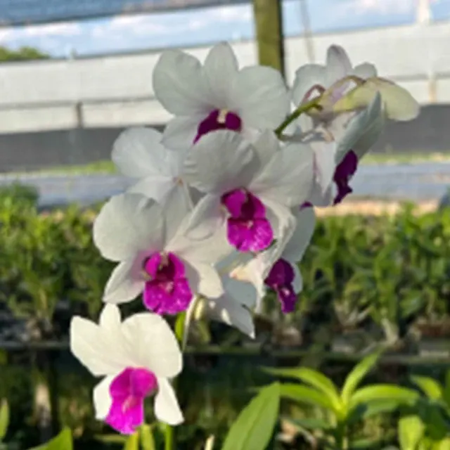 Dendrobium Charming White (Dendrobium)