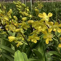 Dendrobium Orchid Genting Royal Mature Bushy Plant - Ready To Flower