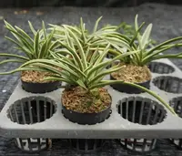 Vanda falcata variegated (Neofinetia falcata)