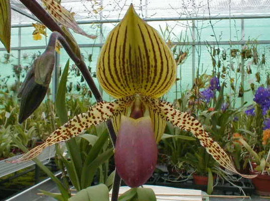 Paphiopedilum rothschildianum x Pinocchio