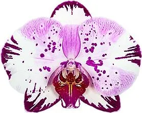 Phalaenopsis - FLOWERING NOW! SPECIAL 'Magic Art'