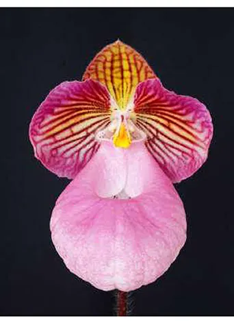 Paphiopedilum micranthum 'Buble Gum' (Paphiopedilum)