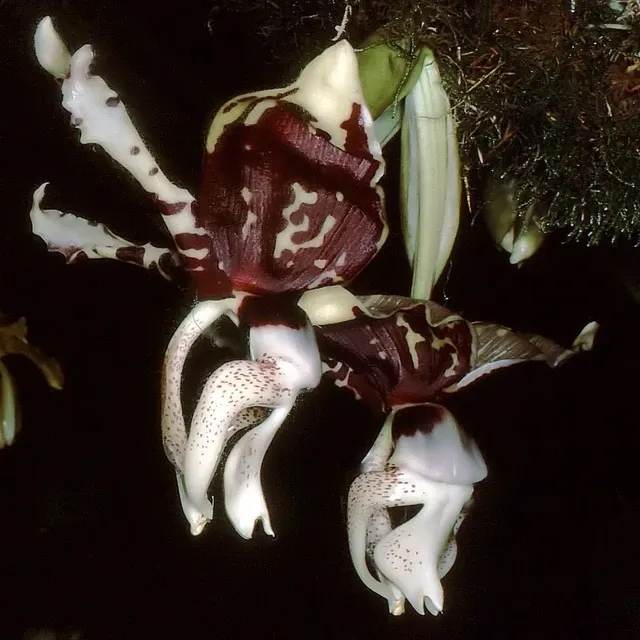 Stanhopea tigrina var nigroviolacea