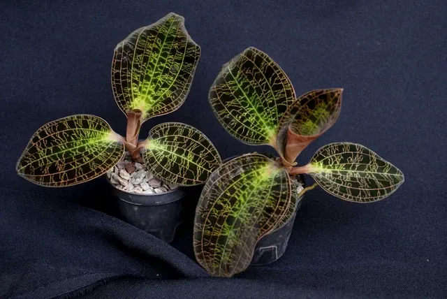 Anoectochilus sanderianus (Anoectochilus)