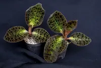 Anoectochilus sanderianus