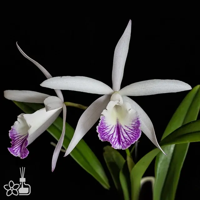 Brassocattleya Marg Putman