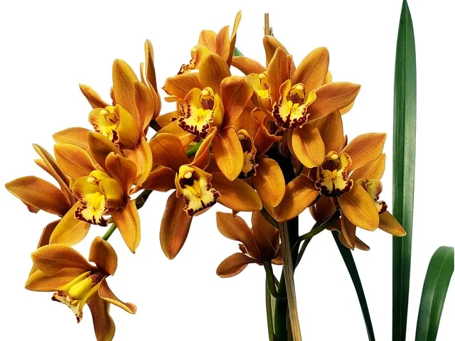 Cymbidium Green Glass Kimberly M390 (Cymbidium)