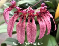 Bulb. eberhardtii (BUEH) ( - - Bulbophyllum ) Bulb.=Bulbophyllum