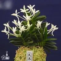 [Bare-root] #VA# Neofinetia (V.) falcata 'Tengyokuho' 天玉宝 [2.5" BS][Oct in stock 26]