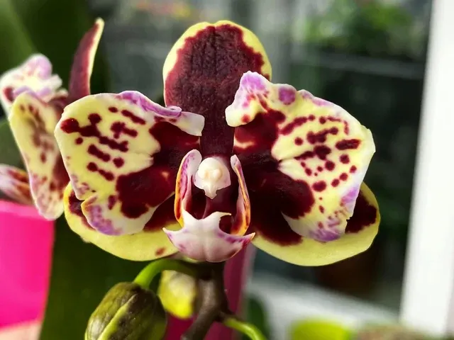 Phalaenopsis Lioulin Sparrow '459'