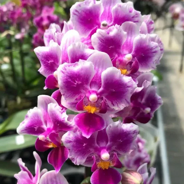 Phalaenopsis Liolin Grape