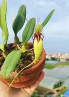 Bulbophyllum fascinator var. semi-alba