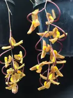 Gongora galeata