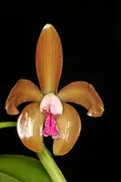 Cattleya porphyroglossa