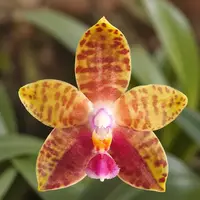 Phalaenopsis Meidarland Castle Queen 'Victoria'- parfumata