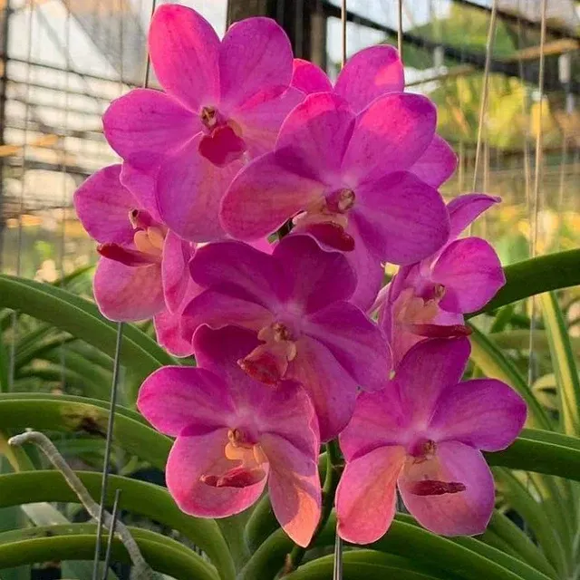 Vanda Bangkok Sunset X Vanda Bangkhuntian Gold (Vanda)