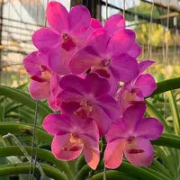 Vanda Bangkok Sunset X Vanda Bangkhuntian Gold