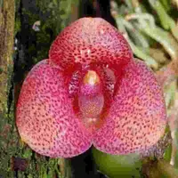 Trias - Bulbophyllum intermedia