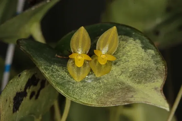 Pleurothallis ionantha (Pleurothallis)