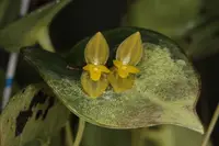 Pleurothallis ionantha