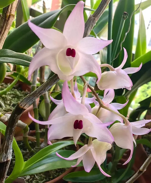 Dendrobium bifurcatum (Dendrobium)