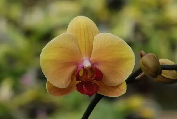 Phalaenopsis GOLDEN BEAUTY