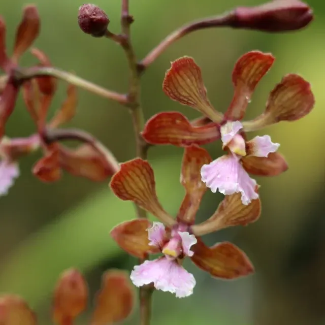 Encyclia hanburyi (Encyclia)