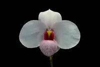Paphiopedilum JOYCE HASEGAWA (delegati x emersioni)