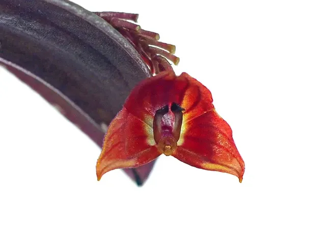 Lepanthes lucifer (Lepanthes)