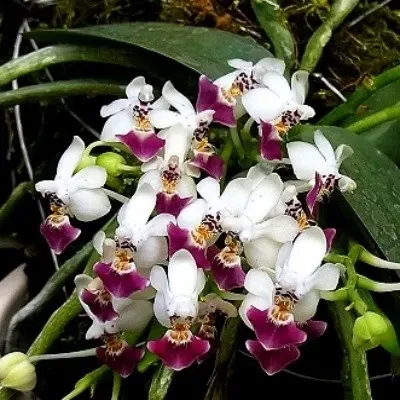 Phalaenopsis parishii sp (Phalaenopsis)