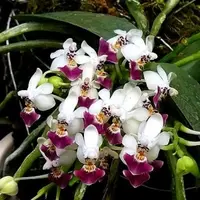 Phalaenopsis parishii sp.