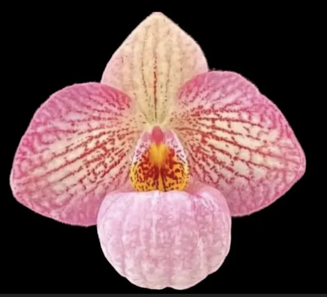 Paphiopedilum Misty Dell