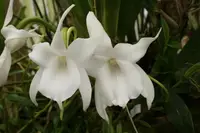 Angraecum magdalenae