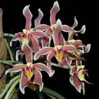 Paraphalaenopsis Kimmy FCC - AOS