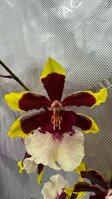 Oncostele Wildcat