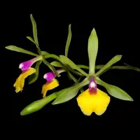 Cattleya Epicattleya Rene Marques — BS var. ‘Flame Thrower’