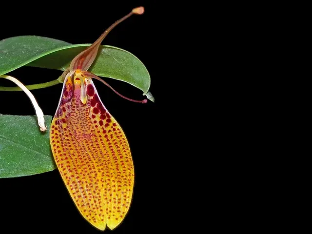 Restrepia escobariana (Restrepia)