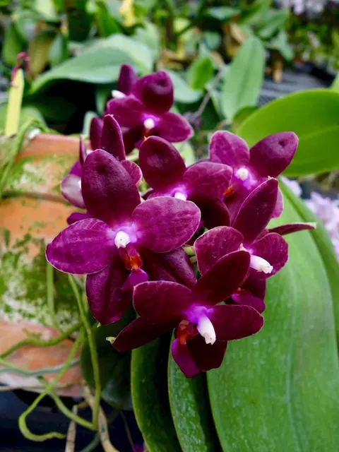 Phalaenopsis 'Red Jaguar'