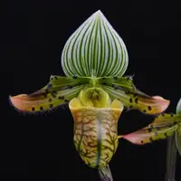 Paphiopedilum Venustum