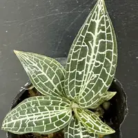 Goodyera hispida 1.7"