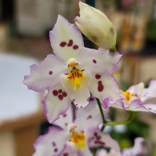 Wilsonara Opalescent 'On the Edge' (Wilsonara)