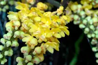Pomatocalpa spicata