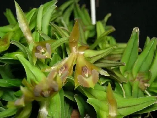 Epidendrum schlecterianum (Epidendrum)