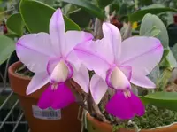 C. walkeriana flamea( 'KS select' x 'PA-06') (CKS1097) (Cattleya - - walkeriana )
