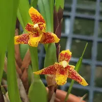 Maxillaria Memoria Ben Berliner