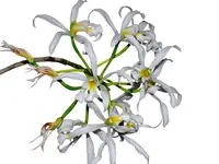 Laelia superbiens f. alba