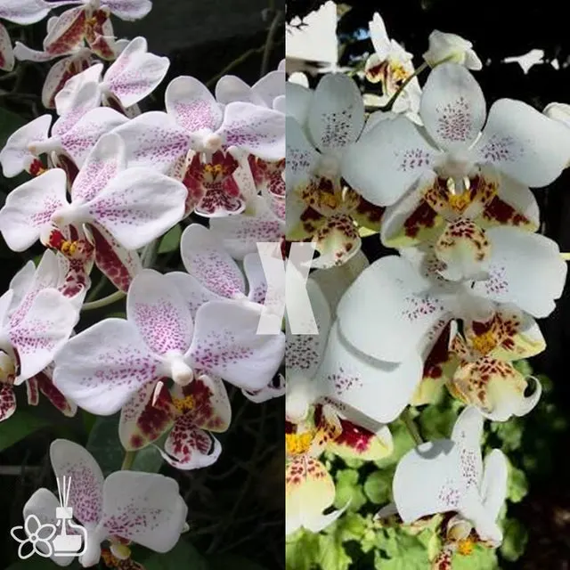 Phalaenopsis stuartiana x Sogo 'George Vasquez'