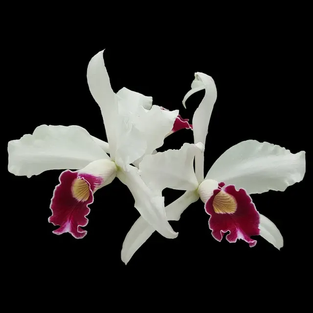 Laelia purpurata x self species
