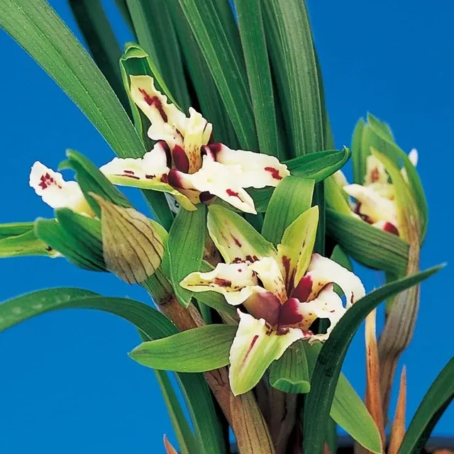 Cymbidium goeringii 'Si Xi Die'