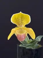 Paphiopedilum 'QF Tiny Charm' (In-Charm x helenae) (3" pot)